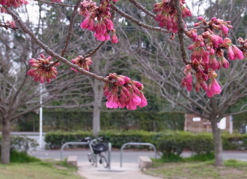 二条公園の寒緋桜