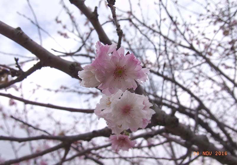 二条公園で季節外れの桜