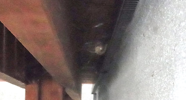 ウッドデッキの下に猫がいる！？
